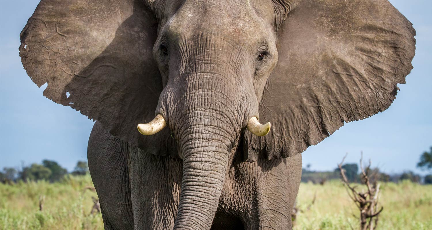 Study shows elephants might call each other by name